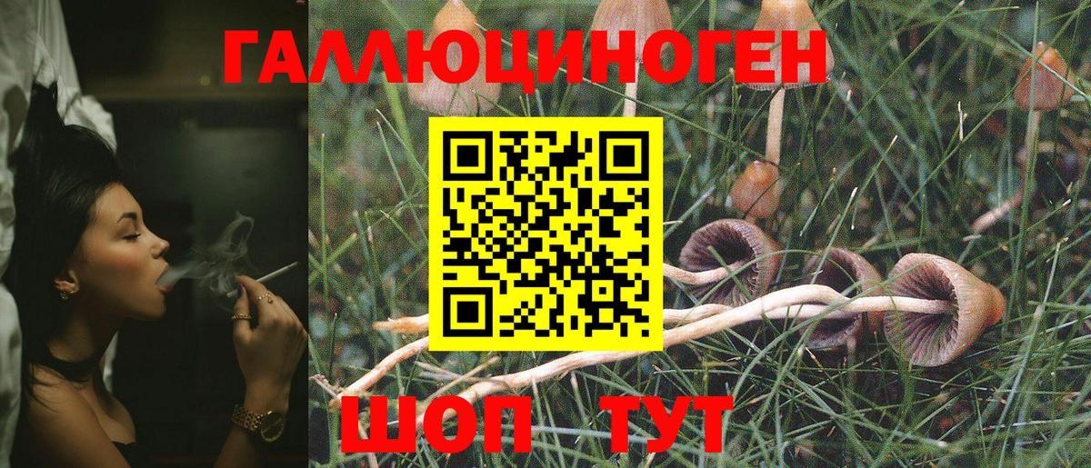 Галлюциногенные грибы Psilocybine cubensis Тверь